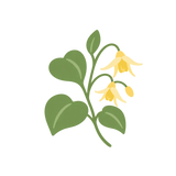 Epimedium